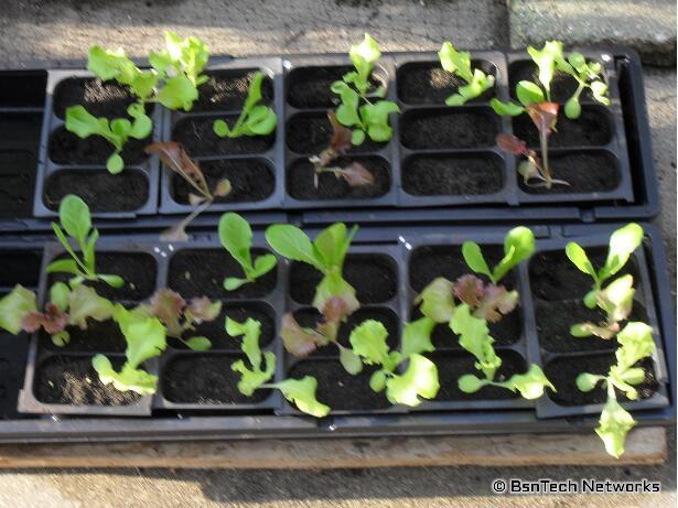 Lettuce Seedlings