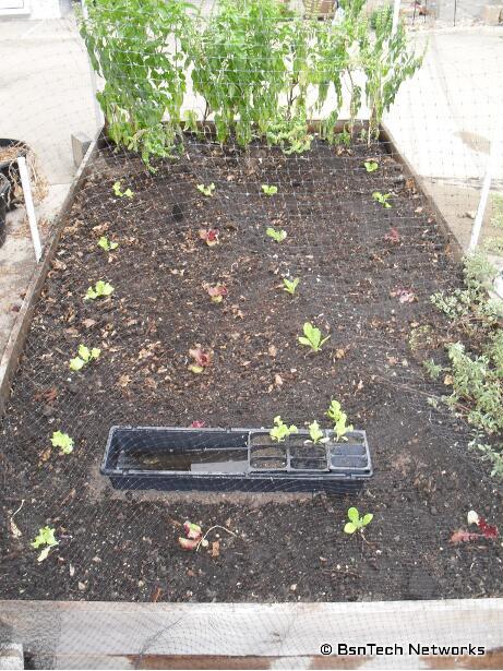 Lettuce Plants