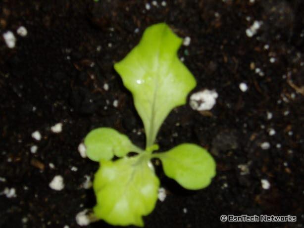 Lettuce Under Lights