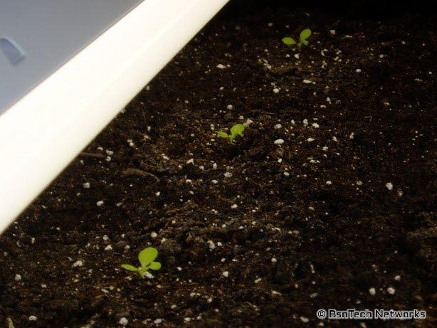 Lettuce Under Lights