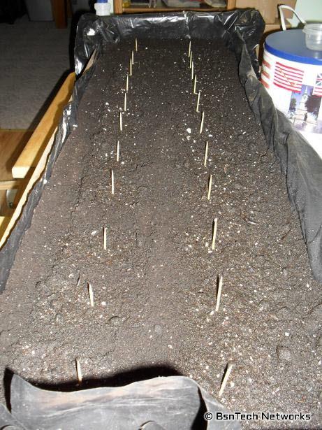 Growing Lettuce Under Lights