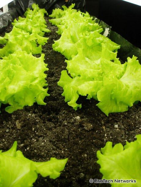Lettuce Under Lights