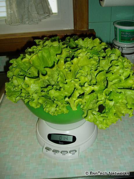 Lettuce Picked May 21, 2009