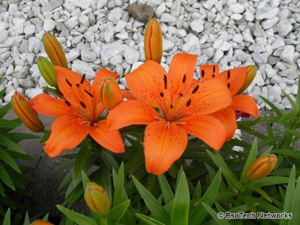 Orange Day Lillies