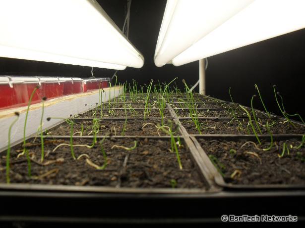 Copra Onion Seedlings