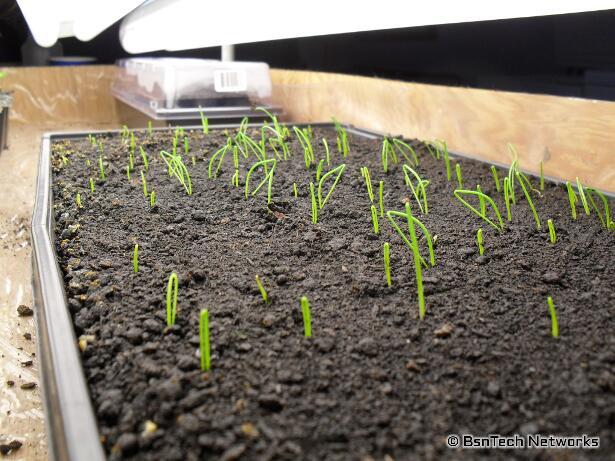 Copra Onion Seedlings