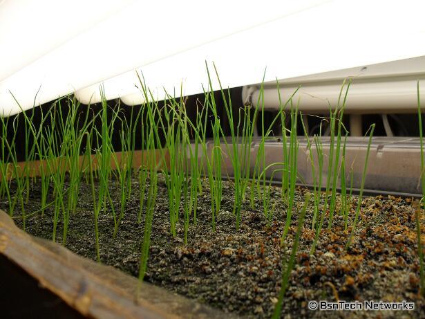 Copra Onion Seedlings