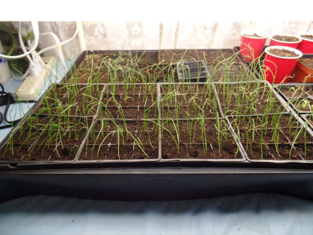 Copra Onion Seedlings