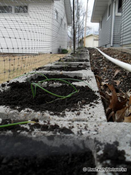 Copra Onion Transplants