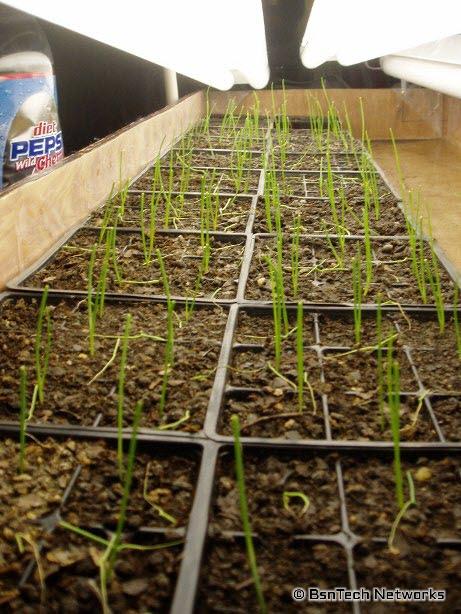 Copra Onion Seedlings