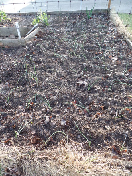 Onion Seedlings