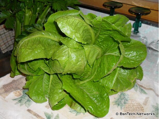 Parris Island Romaine Lettuce