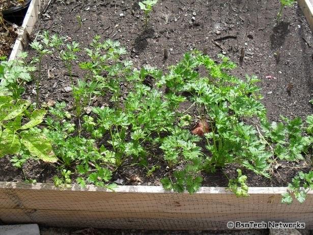 Parsley