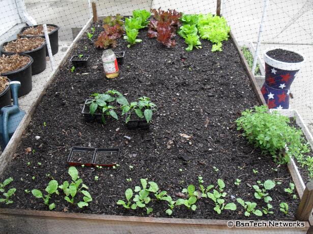 Patio Garden