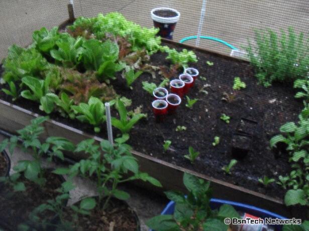 Patio Garden