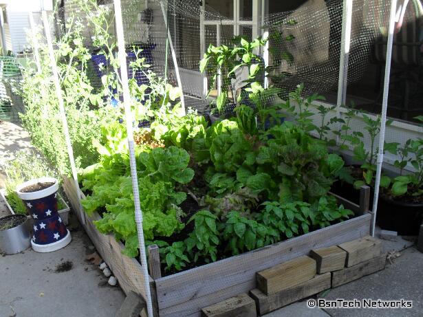 Patio Garden