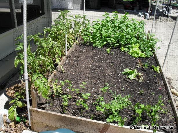 Patio Herb & Lettuce Garden