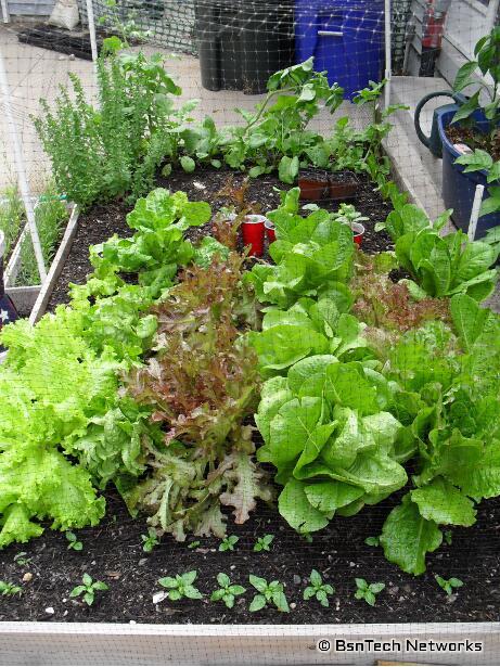 Patio Garden