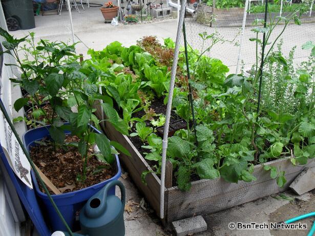 Patio Garden