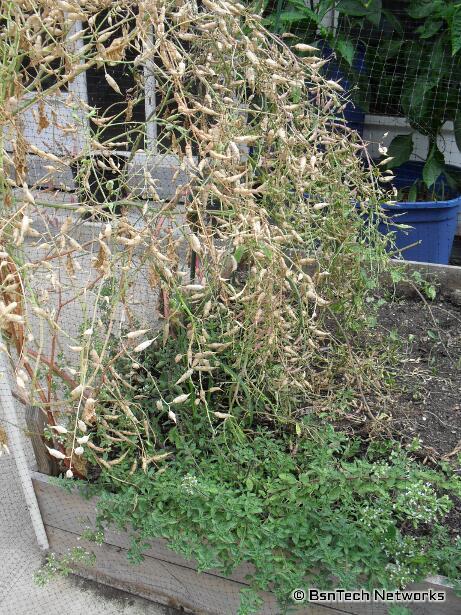 Radish Seeds