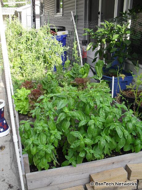 Patio Garden