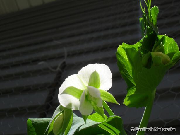 Cascadia Snap Peas Flower