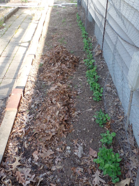 Cascadia Snap Peas