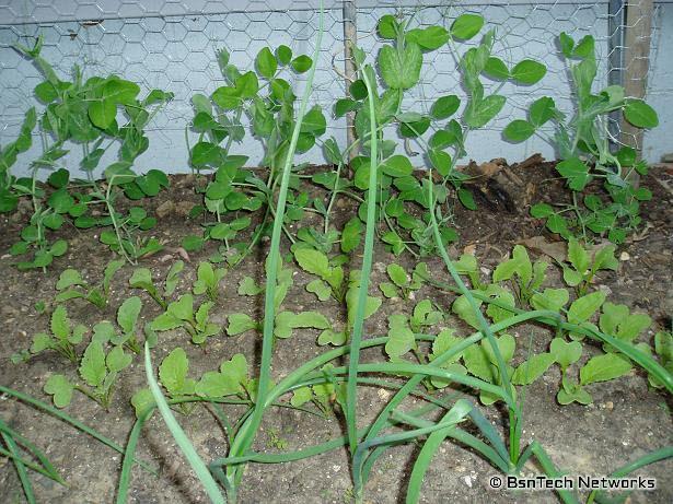 Dwarf Sugar Grey Peas