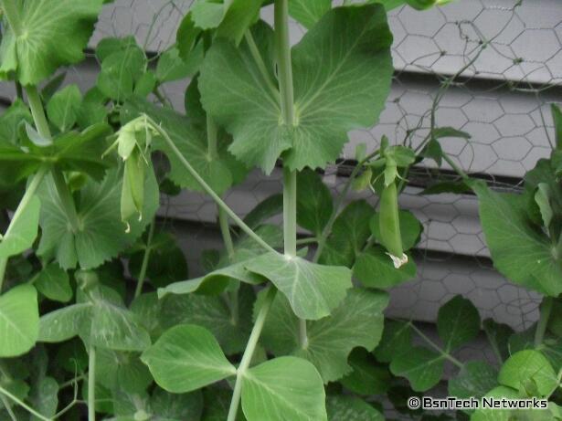 Cascadia Snap Peas