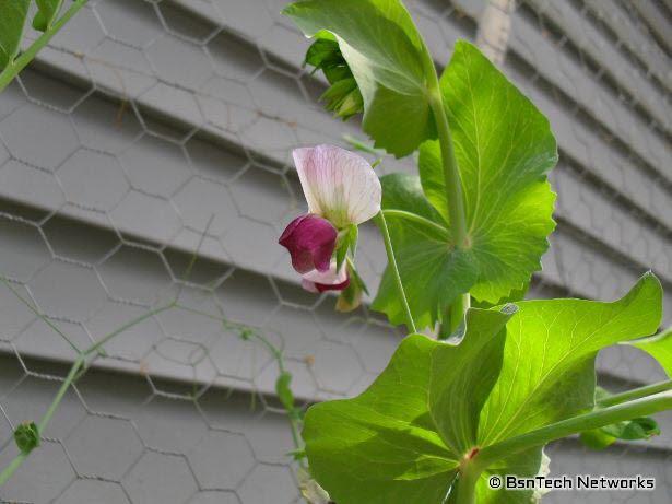 Dwarf Gray Sugar Pea Bloom