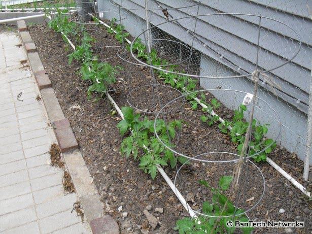 Peas & Tomatoes