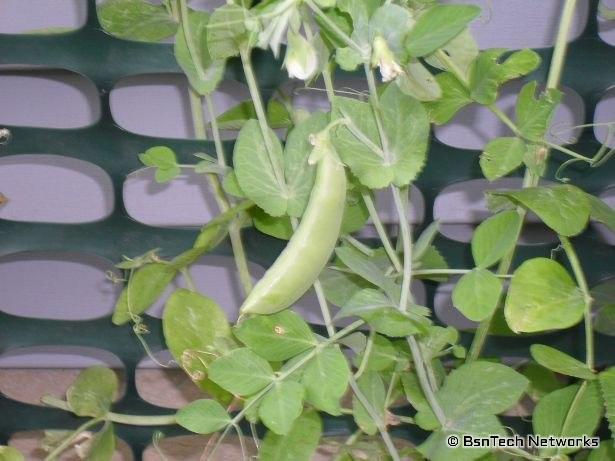 Sugar Snap Pea