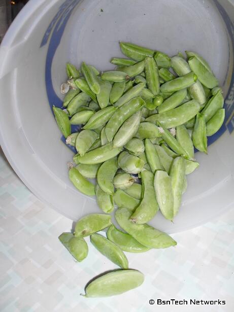 Cascadia Snap Peas