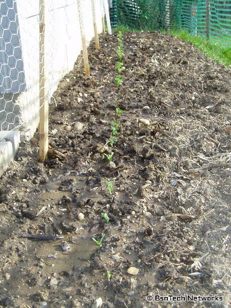 Peas against the garage