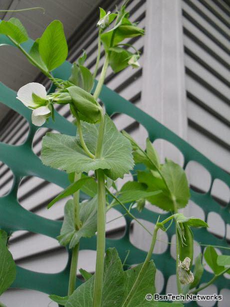 Super Sugar Snap Pea Blooms