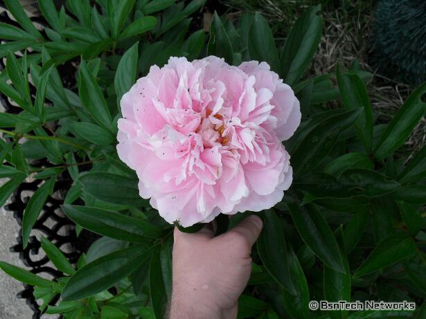 Pink Peony