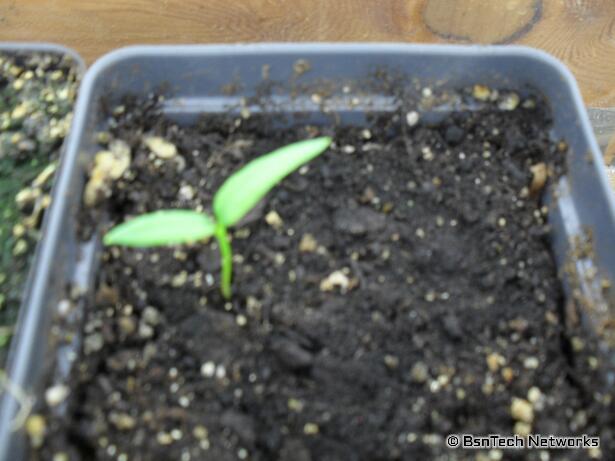 Anaheim Hot Pepper Seedling