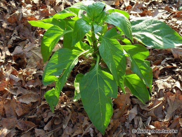 California Wonder Peppers