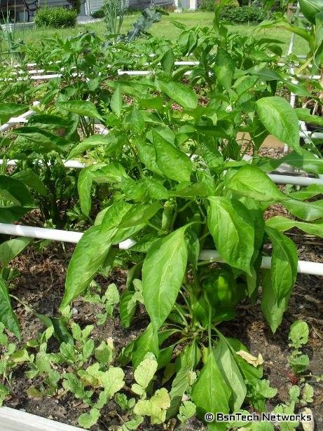 California Wonder Pepper Plant