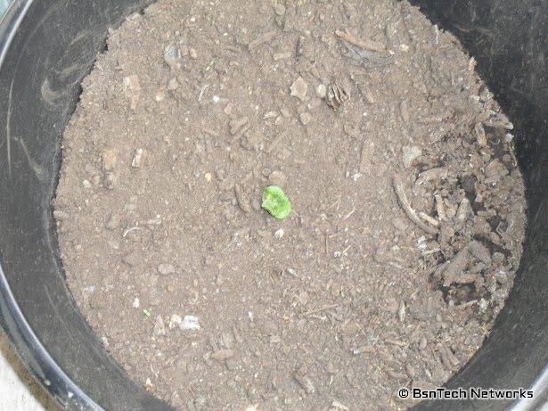 Kennebec Potato Seedling