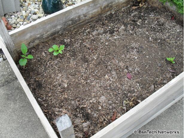 Volunteer Kennebec Potatoes