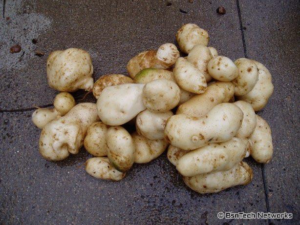 Kennebec Potatoes