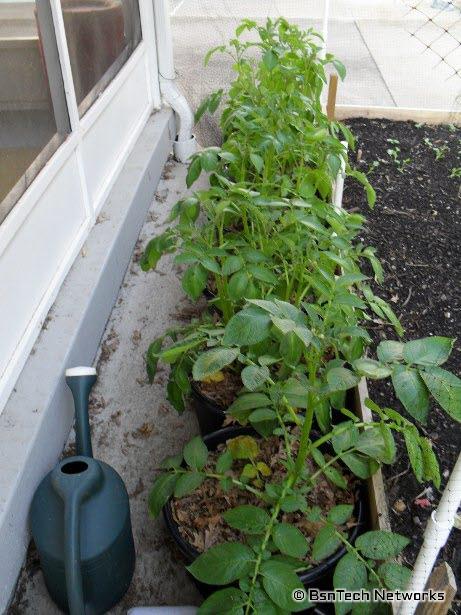 Potatoes in Buckets