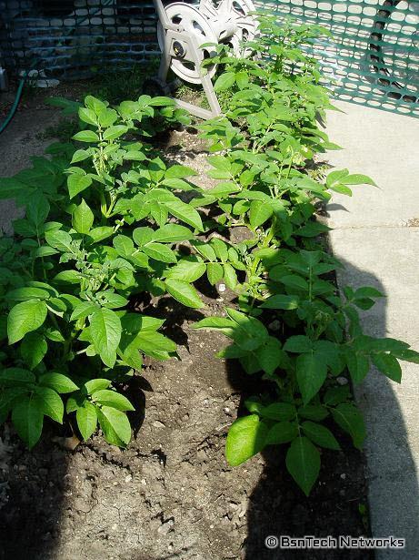 Potatoes Flowering