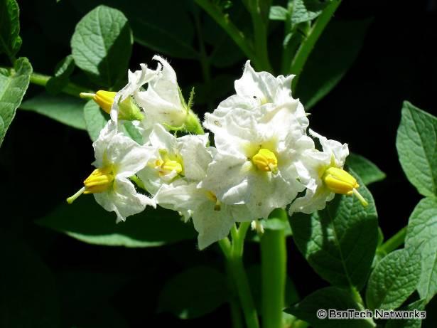 Potato Flowers