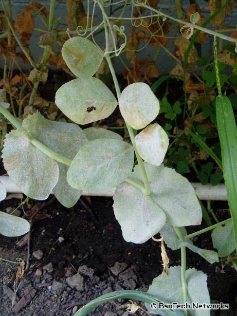 Peas with Powdery Mildew