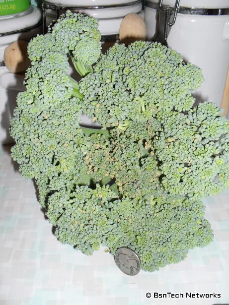 Premium Crop Broccoli