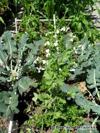 Radish Flower Stalk