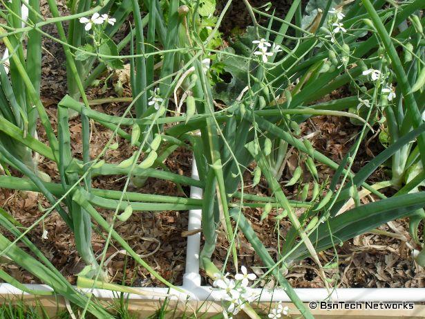 Radish Seed Pods