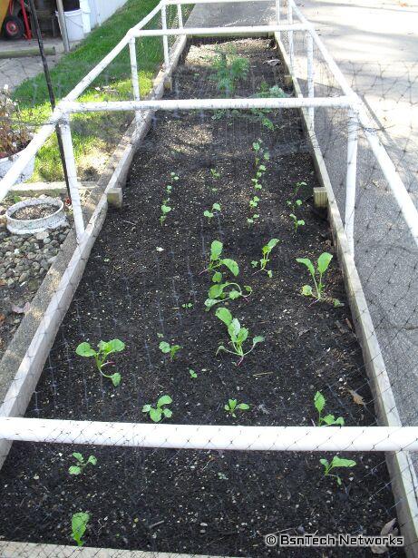 Saved Radish Seed Sprouts